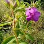 Rhynchanthera grandiflora List