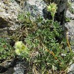 Potentilla nivalis Levél