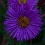 Symphyotrichum novae-angliaeBlüte