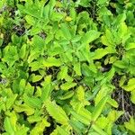 Bryophyllum pinnatum Habit