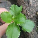 Kalanchoe densiflora Folha