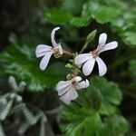 Pelargonium odoratissimum Flower