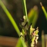 Molinia caerulea Flower