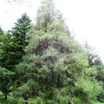 Picea brachytyla Otro