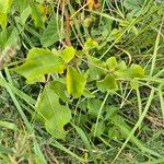 Commiphora baluensis Blatt