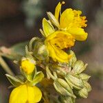 Helianthemum squamatum Flor