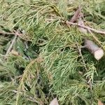 Juniperus scopulorum Yaprak