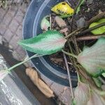 Caladium bicolor Leaf