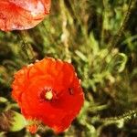 Papaver rhoeas Fiore