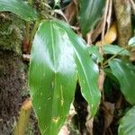Hedychium gardnerianum 葉