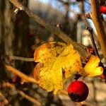 Crataegus rhipidophylla Levél