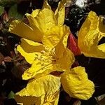 Oenothera fruticosa Квітка
