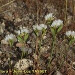 Limonium lobatum Hàbitat