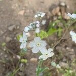 Omphalodes linifolia Květ