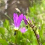 Dodecatheon pulchellum Blüte