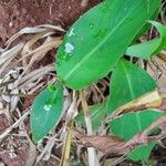 Canna glauca 葉