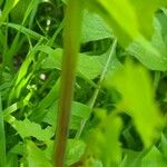 Lactuca muralis Bark