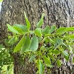 Loranthus europaeus Feuille