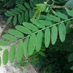 Amorpha fruticosa Leaf