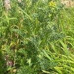 Senecio sylvaticus Habitus