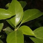 Dendropanax arboreus Blad