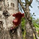 Crescentia alata Blomma