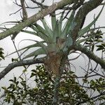 Tillandsia fasciculata Blad