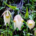 Calochortus albus Кветка