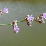 Limonium auriculiursifolium Други