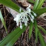 Ophiopogon jaburan Altul/Alta