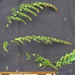 Adiantum concinnum Muu