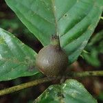 Aulacocalyx caudata Fruit