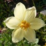 Anemone alpina Квітка
