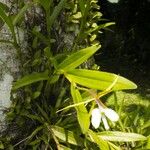 Epidendrum nocturnum Muu