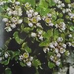 Cochlearia groenlandica Flower