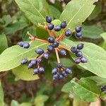 Viburnum rigidum Fruit