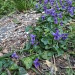 Viola hirta Flower