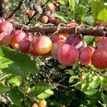 Prunus maritima Fruit