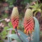 Aloe rubroviolacea Квітка