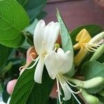 Lonicera caprifolium花