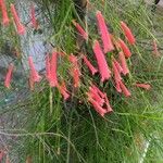 Russelia equisetiformis 花