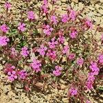 Saponaria calabrica Flower