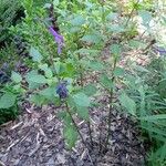 Salvia farinacea Φύλλο