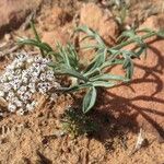 Lomatium nevadense عادت