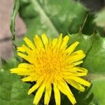 Sonchus oleraceus Flower