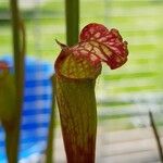 Sarracenia leucophylla 葉