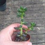 Sedum hernandezii Foglia