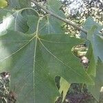 Platanus x hispanica Лист