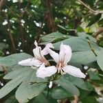 Bauhinia purpurea Fleur