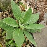 Verbascum densiflorum Habitus